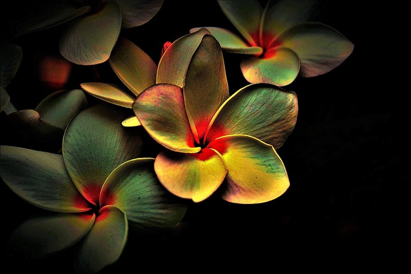 Butterfly Effect Image
