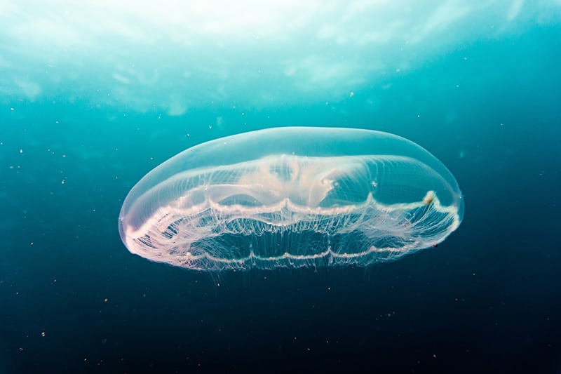 Underwater Exploration